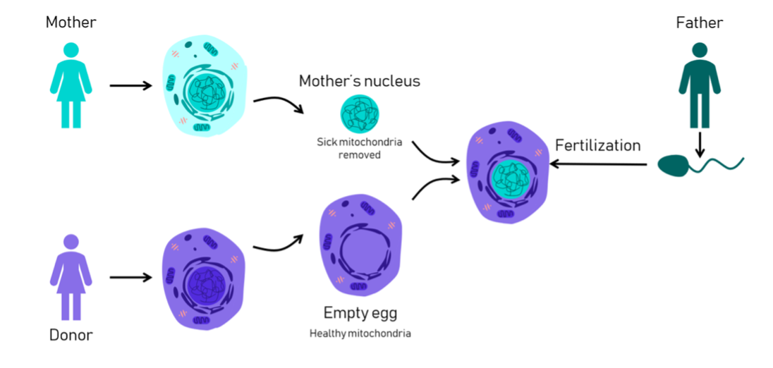 Diagram of how Mitochondrial Donation Treatment (MDT) works