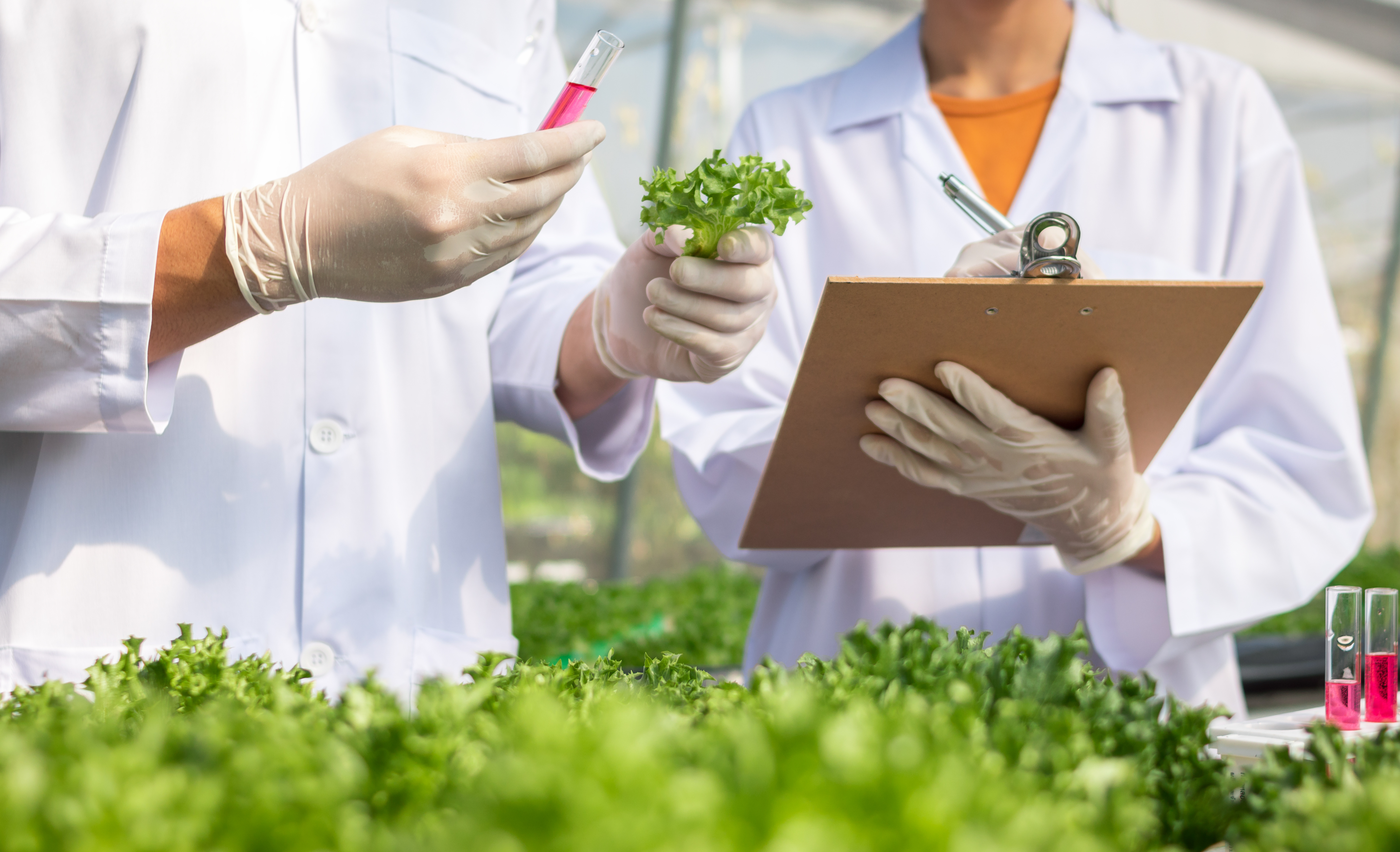 Food scientists examining a plant